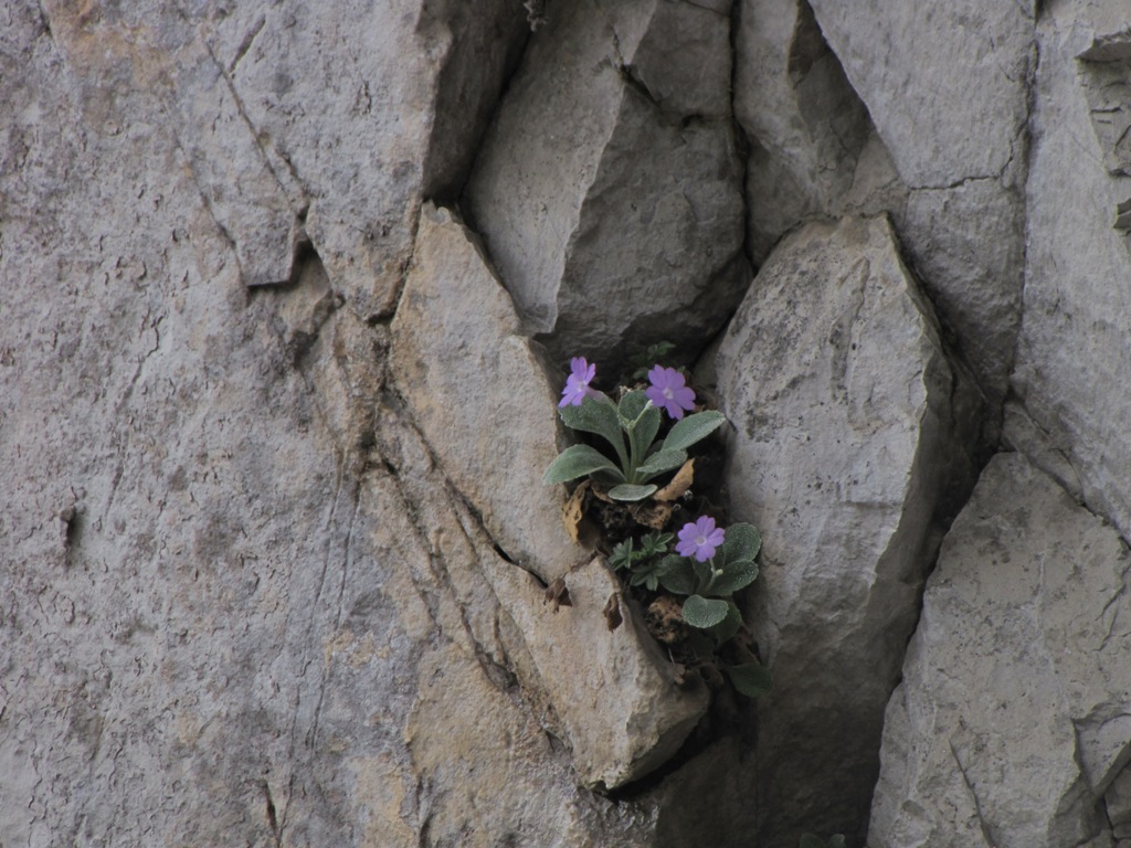 Primula albenensis / Primula del M. Alben